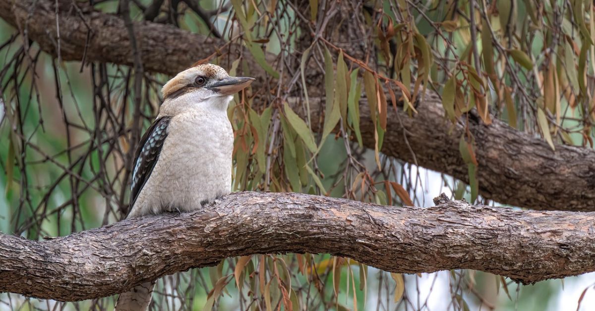 Bird Eating Spider Australia